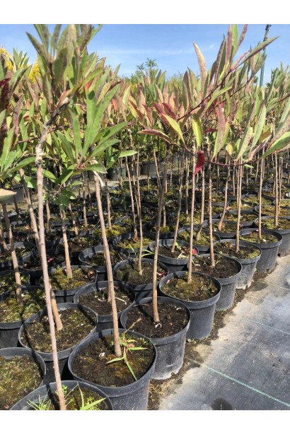 Слива приземиста Депресса на штамбі в контейнері